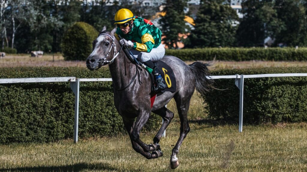 Jockey in colorful uniform racing a gray horse on a sunny day.