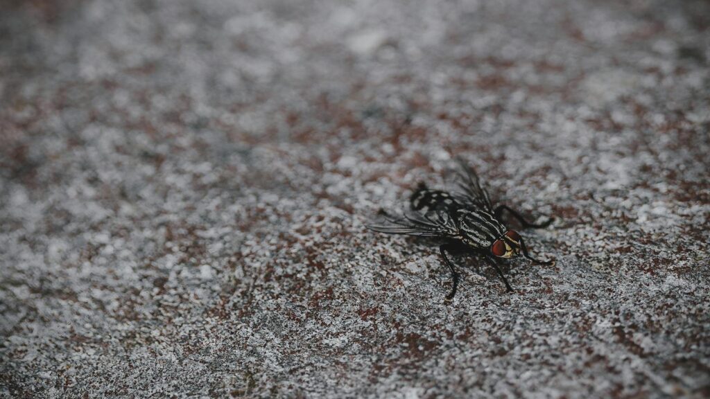 Macro image of a housefly with visible eyes and wings on a gritty surface.