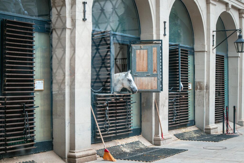 A white horse peers from a stable window in a classic architectural setting. Elegant and serene.