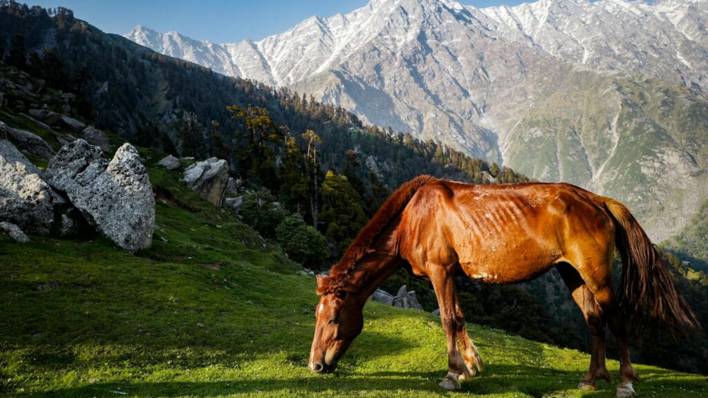 A beautiful brown horse grazing in the lush meadows of Shimla with the Himalayan mountains in the background.