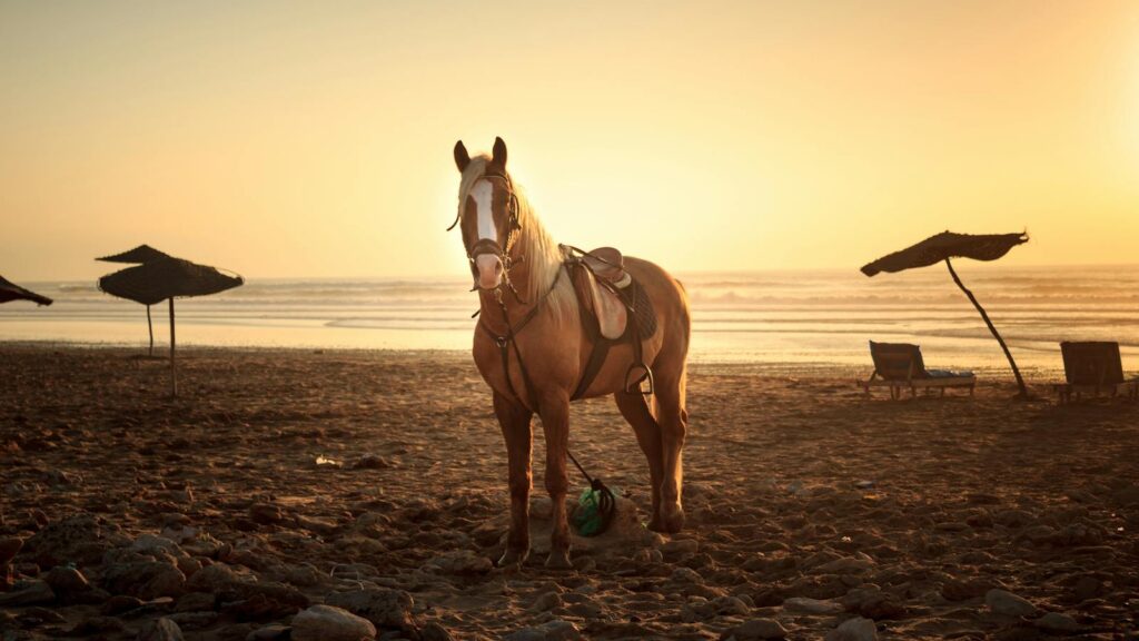 A tranquil beach scene at sunset featuring a horse and parasol in Morocco.