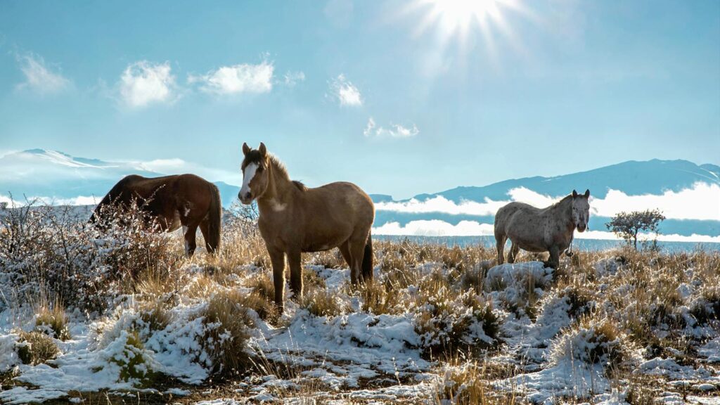 Horses roaming through a snowy field in Esquel, Patagonia under a sunny sky.
