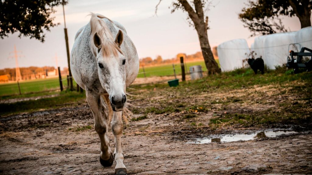 A graceful white horse walking calmly on a farm pathway during sunset, embodying rural tranquility.