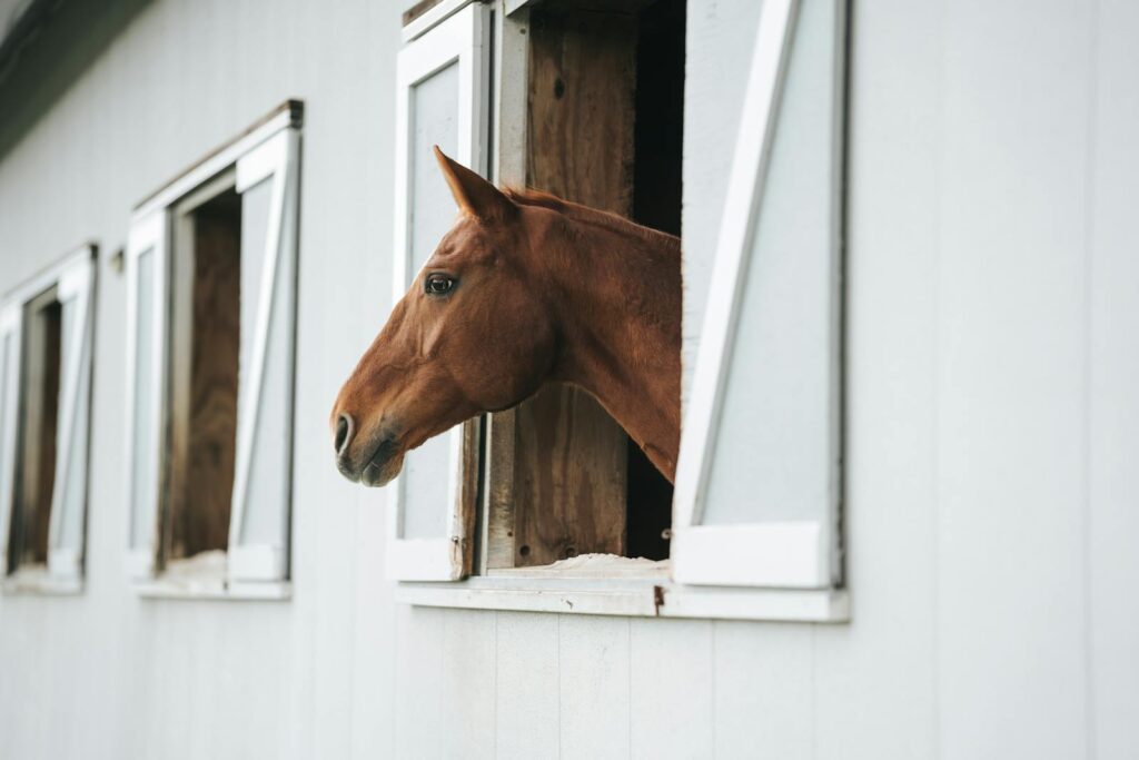 A brown horse gazes out from a stable window, showcasing farm life.
