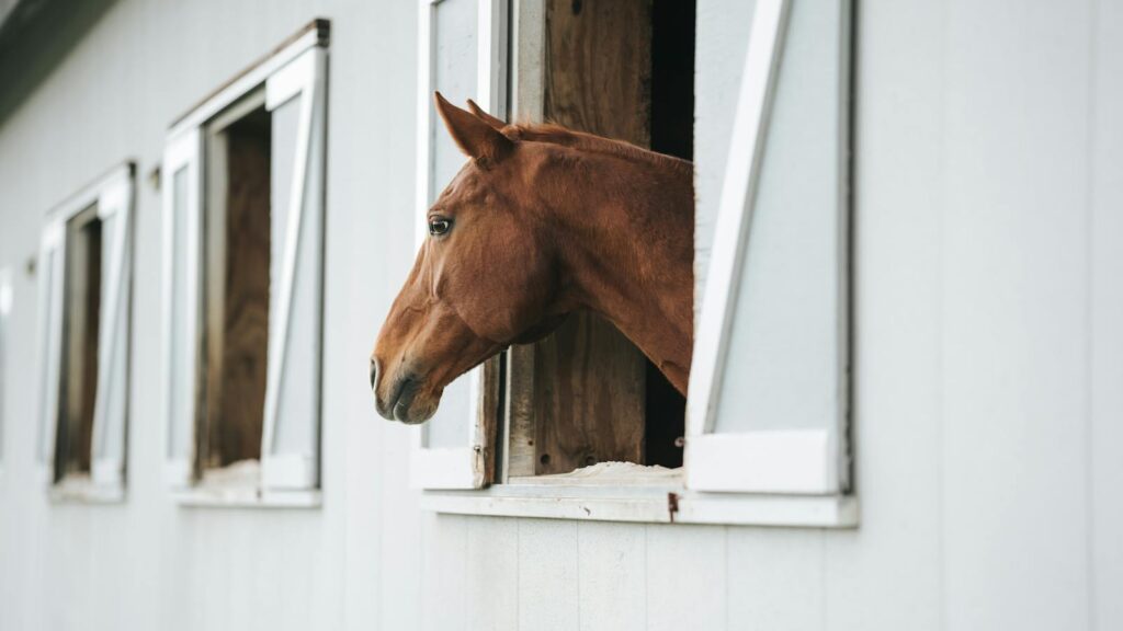 A chestnut horse looks out from a stable window on a serene farm.