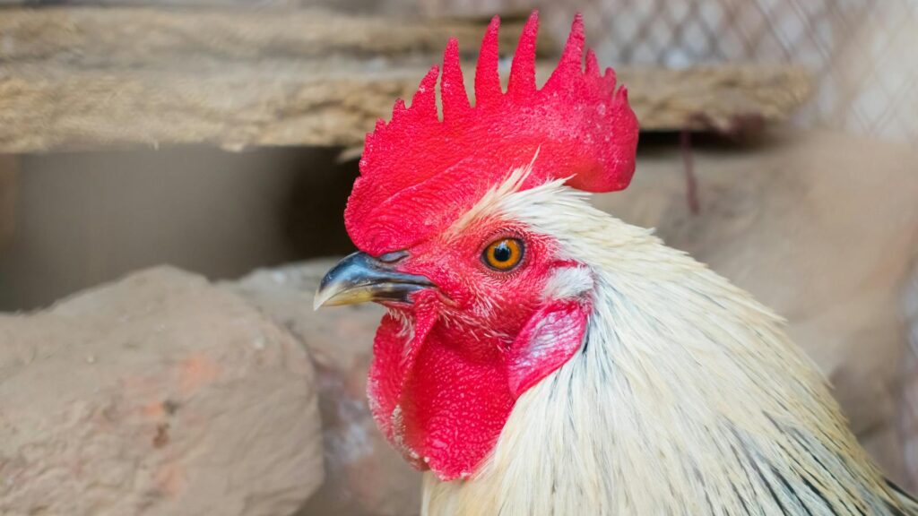 Close-up of a white rooster with a vibrant red comb in a farm setting.