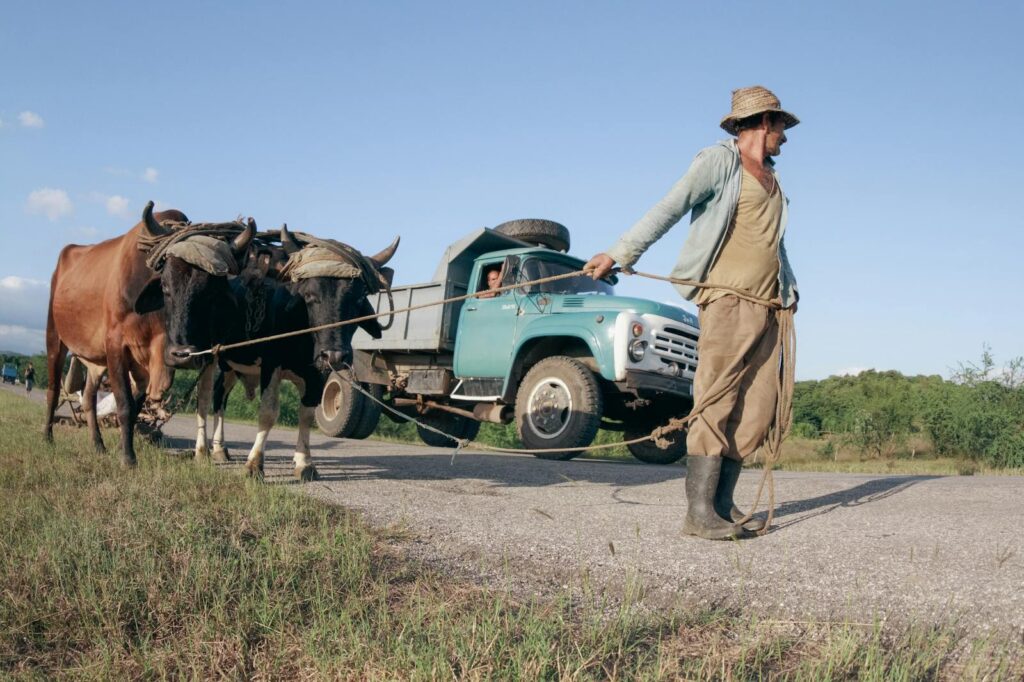 A farmer guiding oxen pulling a vintage truck on a rural road, showcasing rustic lifestyle.