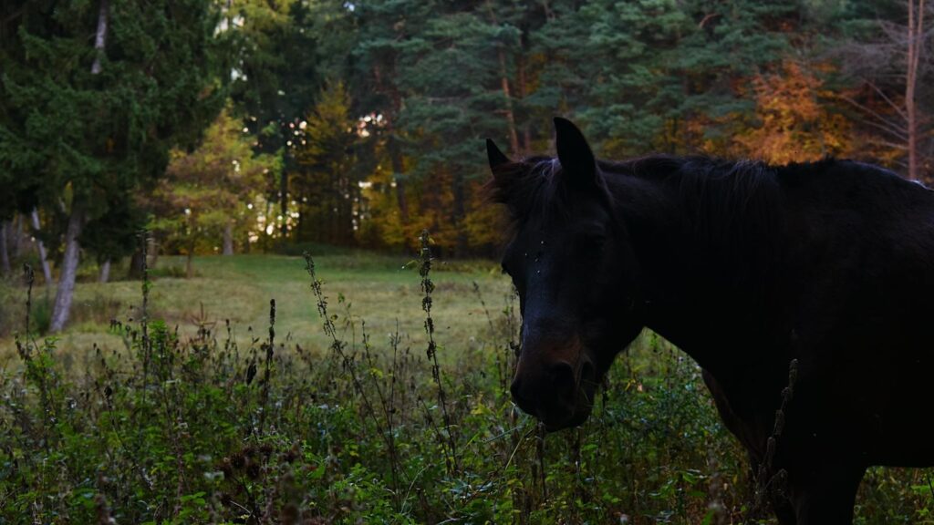 A serene scene of a dark horse grazing in a Romanian forest during fall.