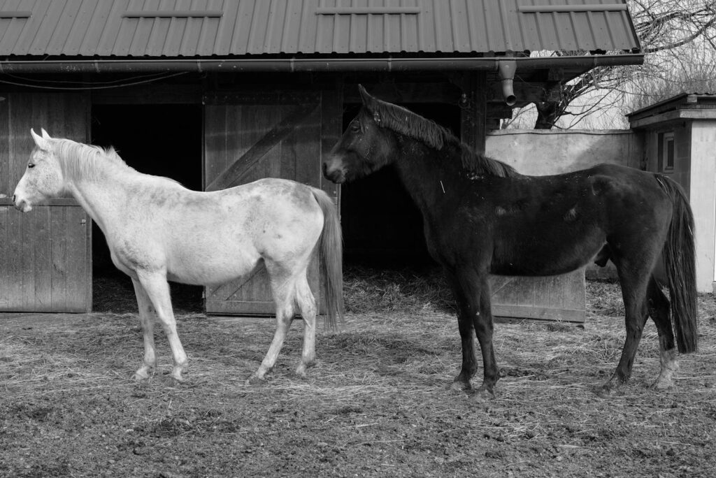 A black and white photo of two horses standing in front of a rural stable.