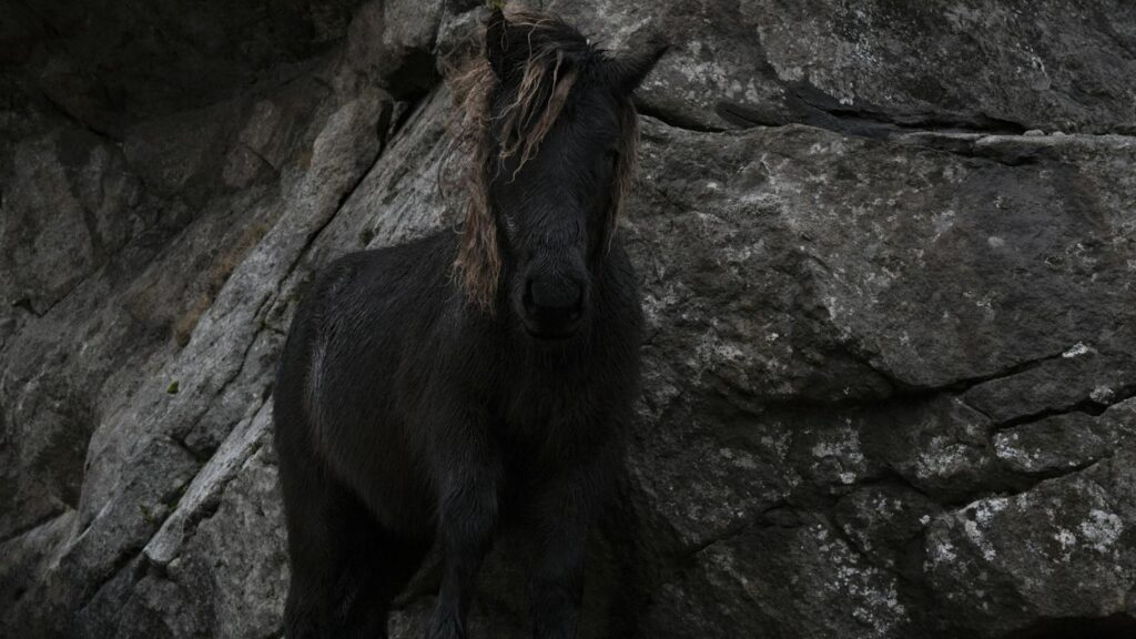 Close-up of a black horse standing against a rugged rocky backdrop, highlighting its natural elegance.