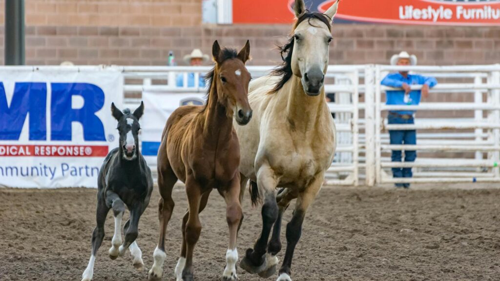 Three horses running energetically at a rodeo in Pueblo, CO.