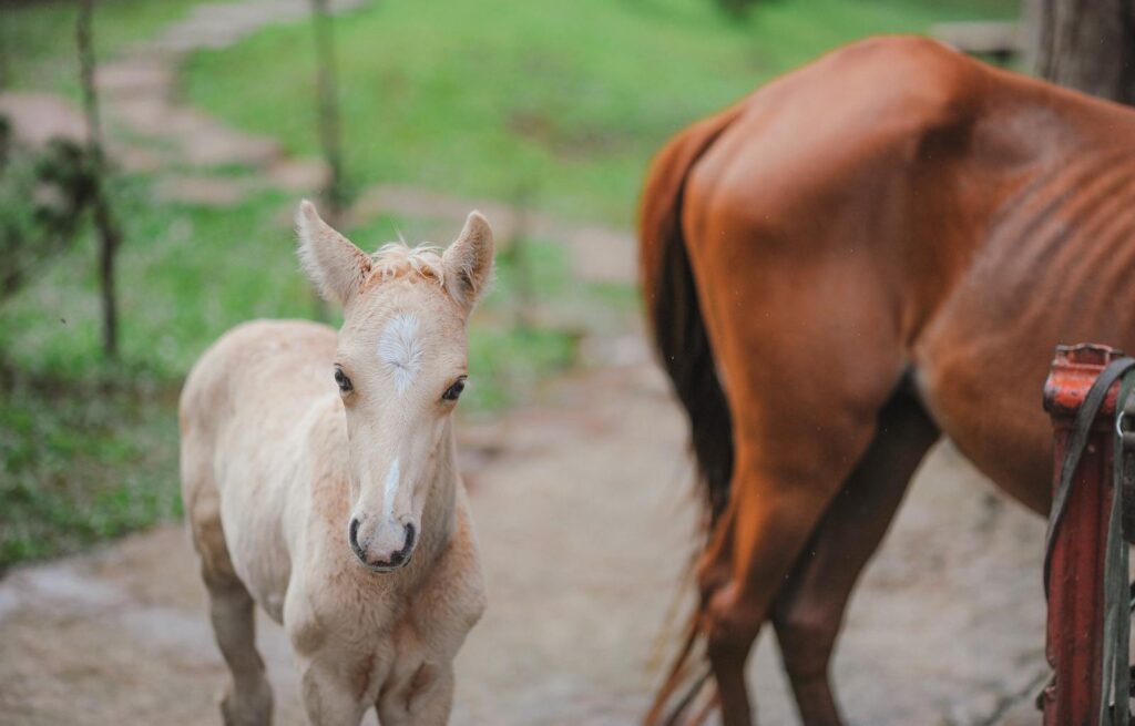 Close-up of a cute foal with its mother horse in a lush green pasture.