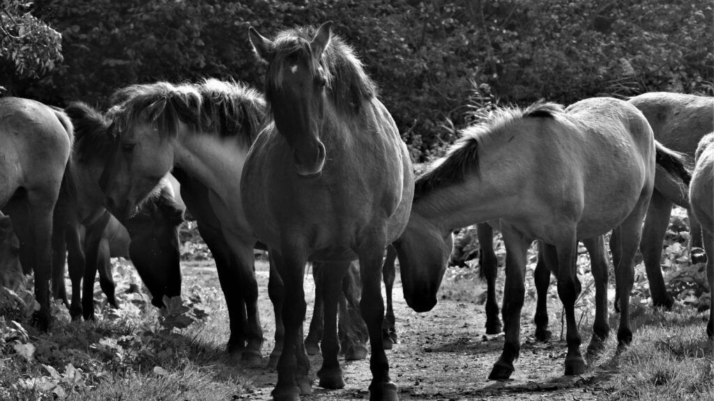 Black and white photo of a herd of wild horses on a country road.