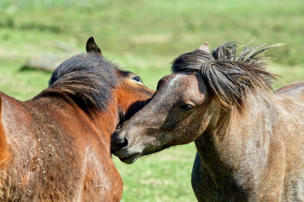 Two horses interact playfully in a sunlit pasture, showcasing gentle behavior.
