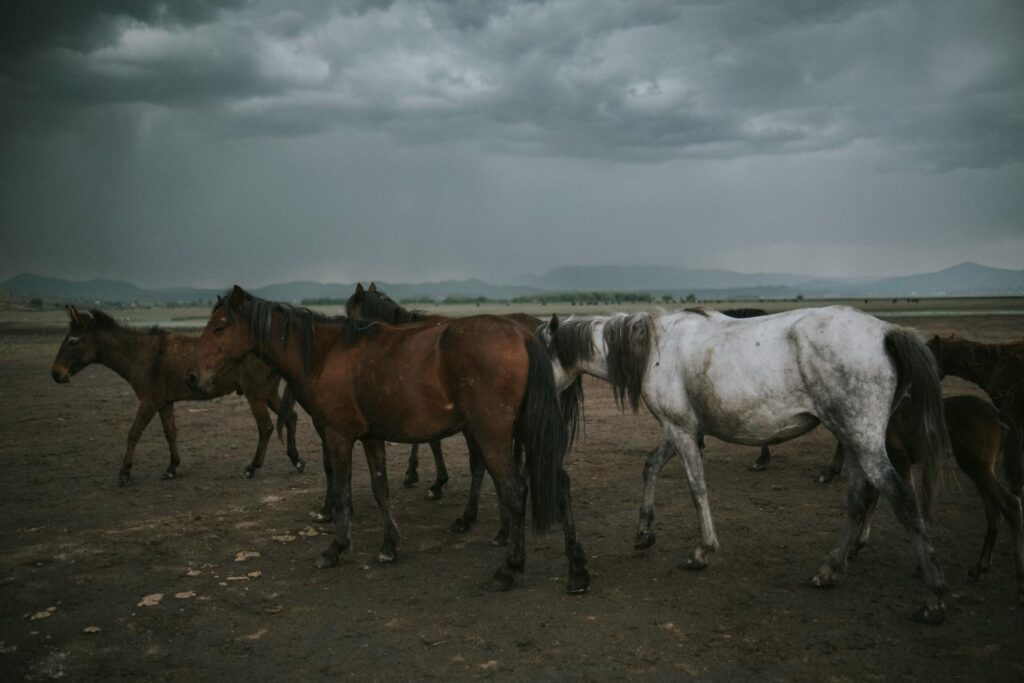 A group of wild horses in a field under a dramatic, stormy sky.