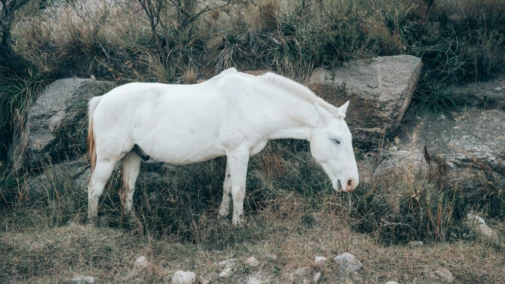 A serene image of a white horse grazing in Córdoba, Argentina, showcasing natural beauty.