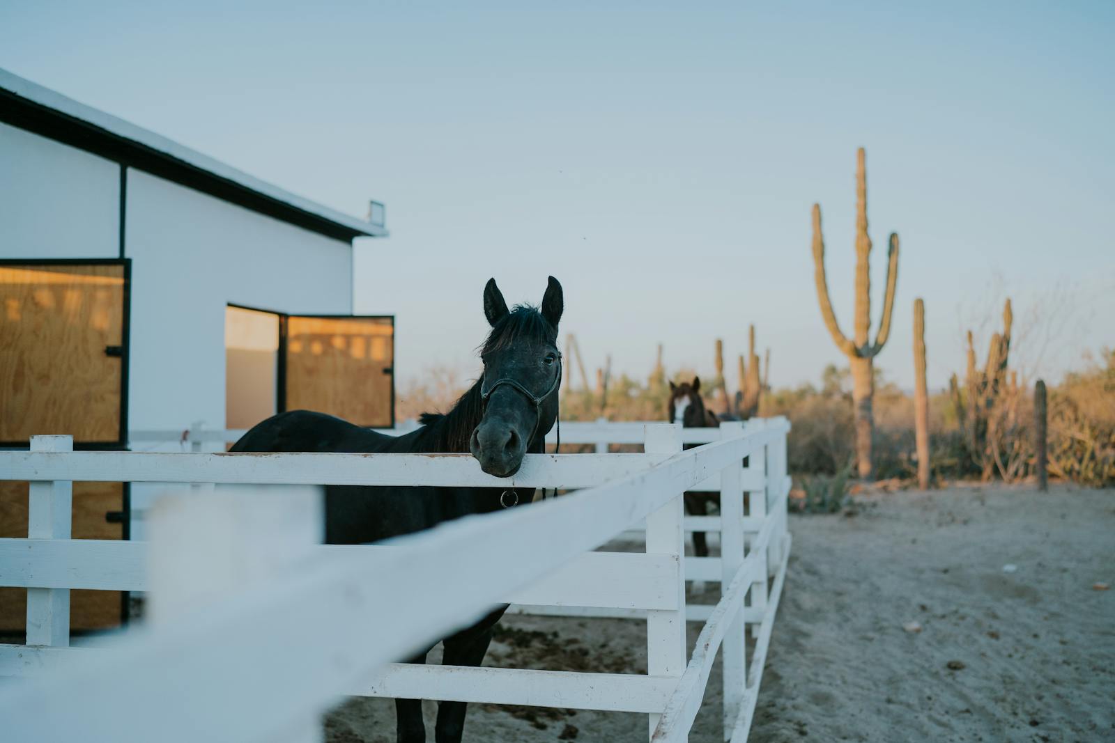 A horse stands near a white fence on a rural ranch with cacti during sunset.
