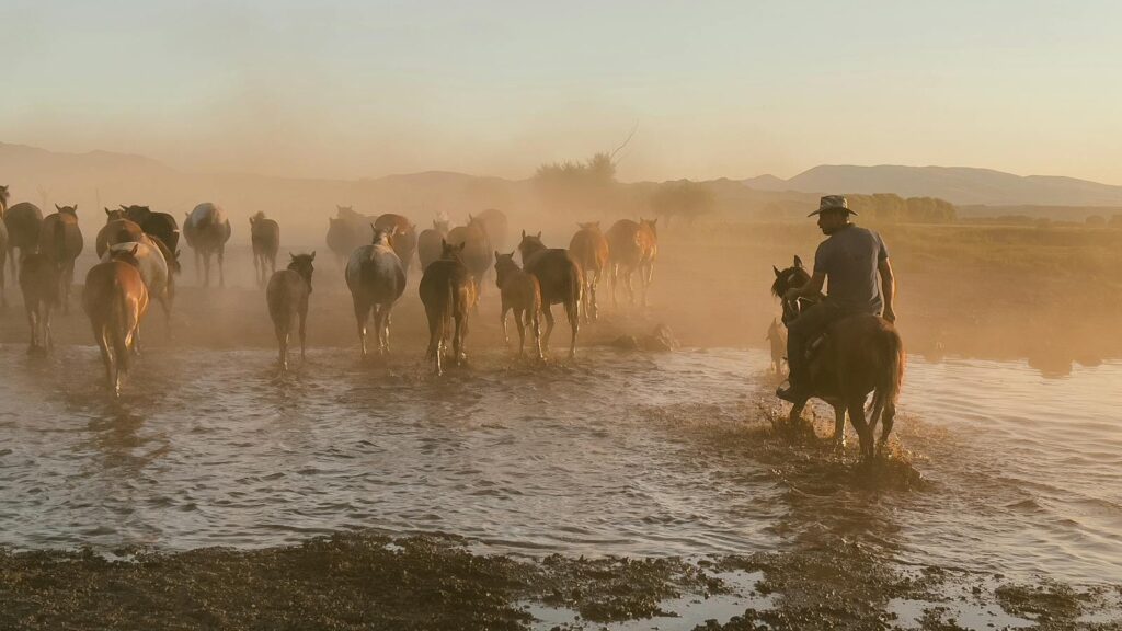 A wrangler guides horses across a river in a scenic outdoor landscape during a dusty sunset.