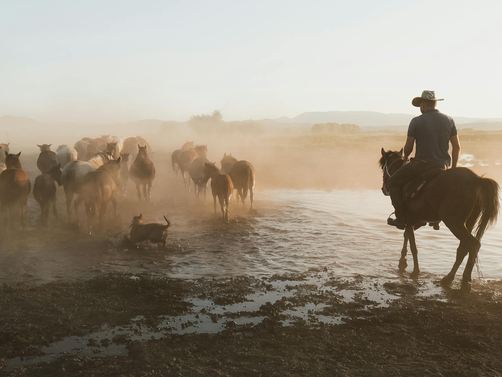 A cowboy rides alongside a herd of horses in a dusty field at sunset, creating a serene Western scene.