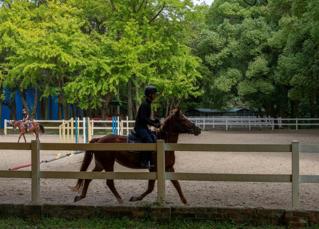 Rider on horseback in a fenced paddock surrounded by trees during the day.