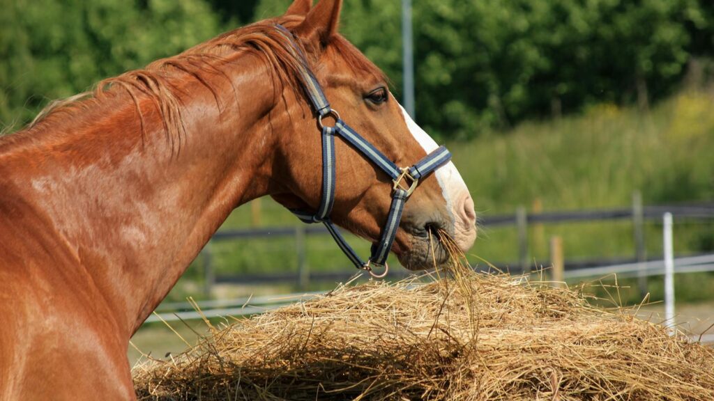 a brown horse with a blue halter feeding on hay outdoors.