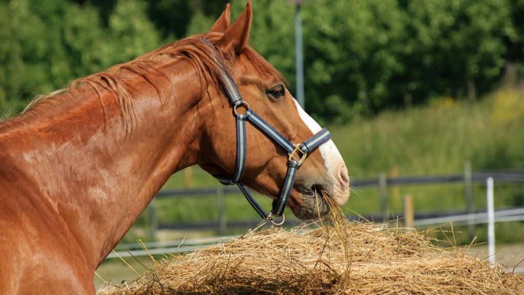 Close-up of a brown horse with a blue halter feeding on hay outdoors.