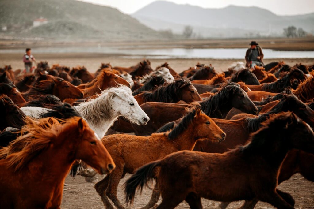 A captivating scene of horses galloping across a rural landscape at sunset, showcasing their wild beauty.