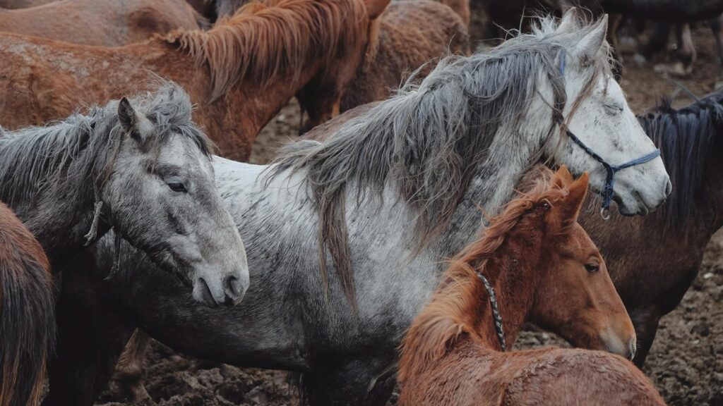 A herd of variously colored horses crowd together in a muddy outdoor field.
