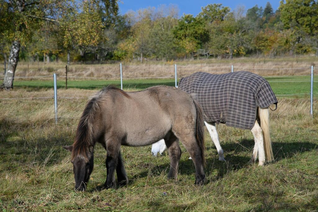 Two horses grazing peacefully in a pastoral Neuhausen landscape during fall.
