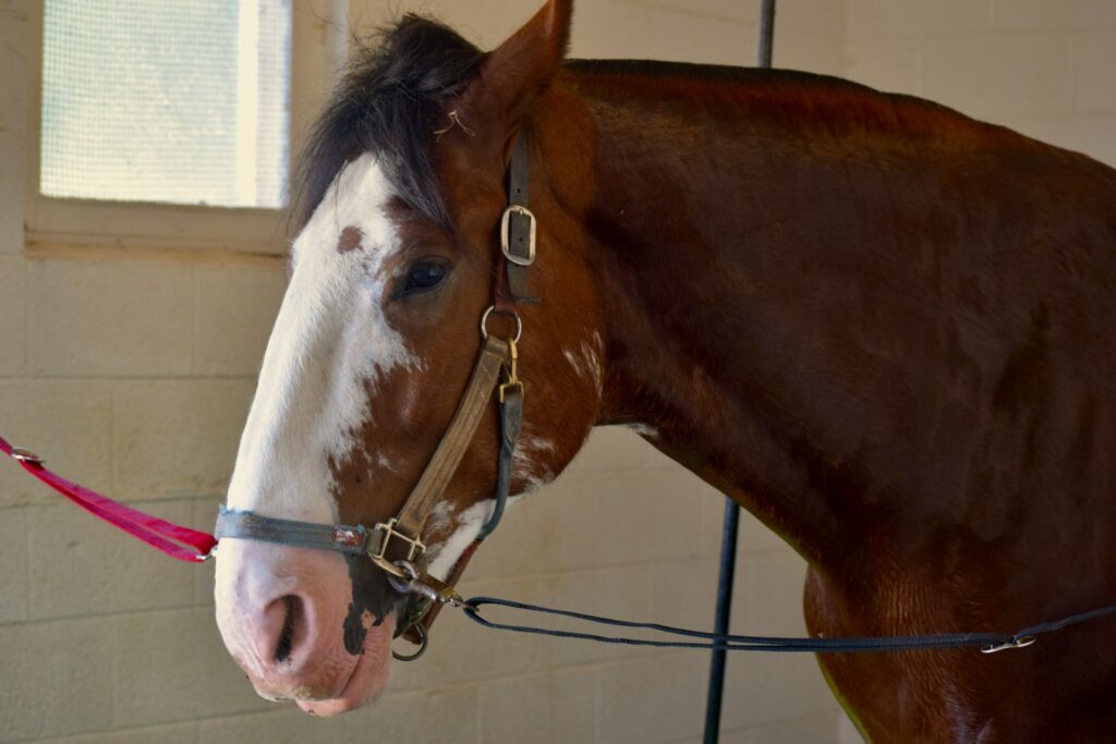 A brown and white horse standing in a stable
