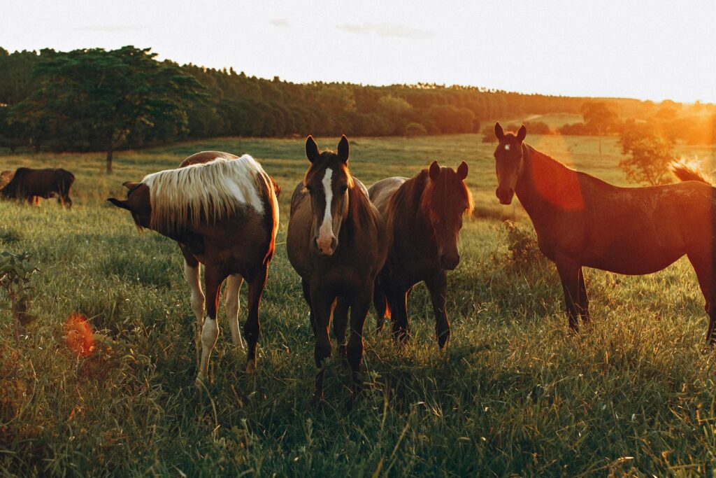 Serene image of horses grazing in a Belo Horizonte field at sunset.