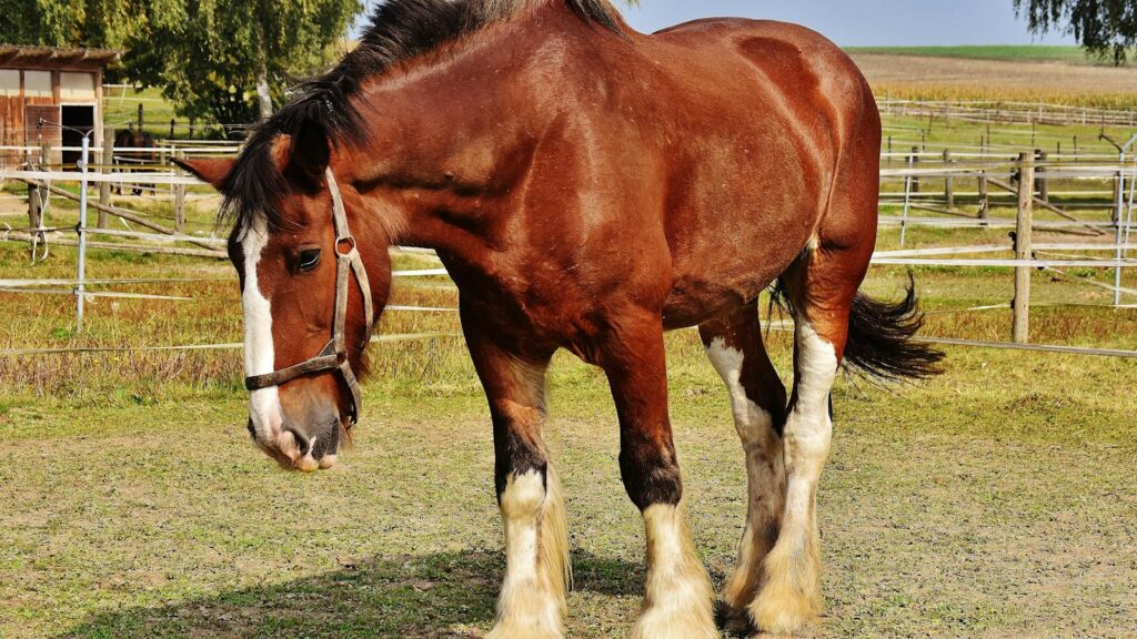 Close-up of a Clydesdale horse standing in a sunny rural pasture with a harness.