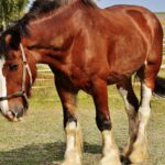 Close-up of a Clydesdale horse standing in a sunny rural pasture with a harness.