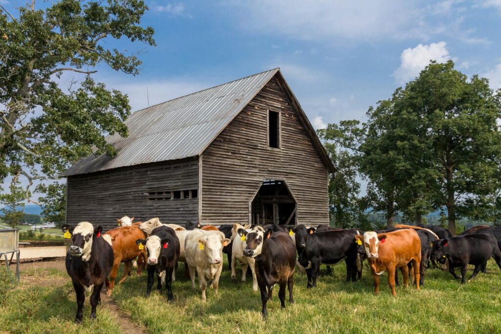 Scenic view of a barn with a herd of cows on a farm in North Carolina.
