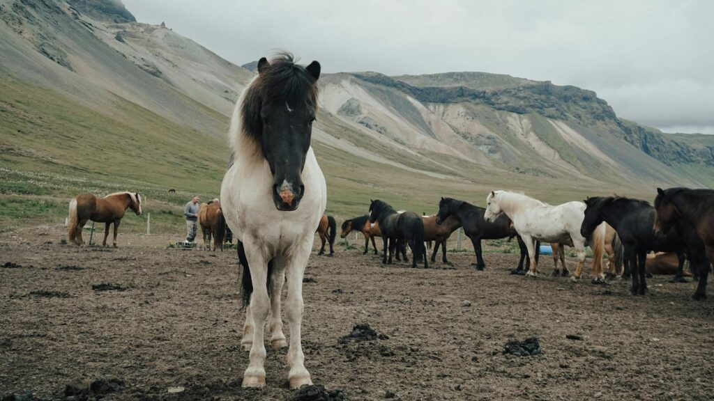 A herd of Icelandic horses grazing in a stunning valley landscape under overcast skies.