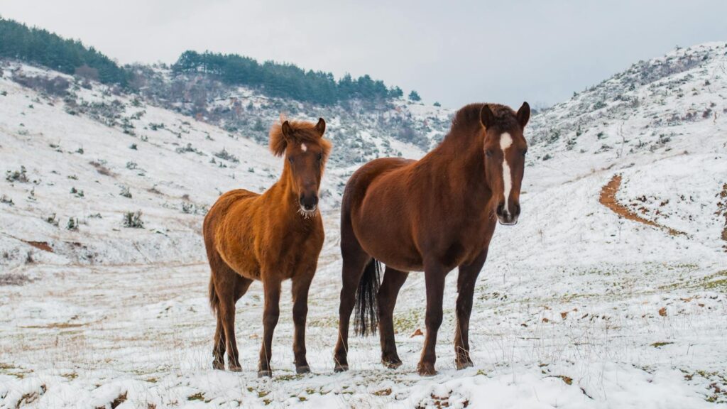 Two brown horses standing in a snow-covered, mountainous landscape during winter.