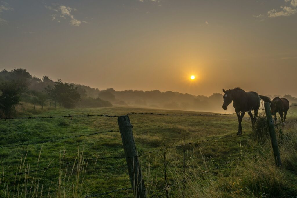 Two brown horses on open field during sunrise