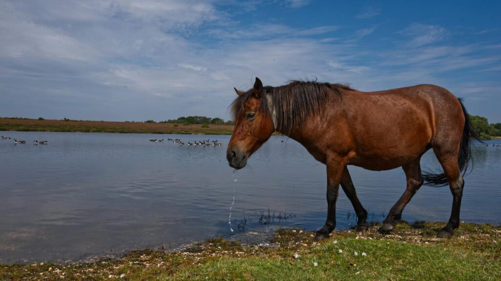 A horse peacefully drinking by a serene lake in Beaulieu, England, under a clear sky.