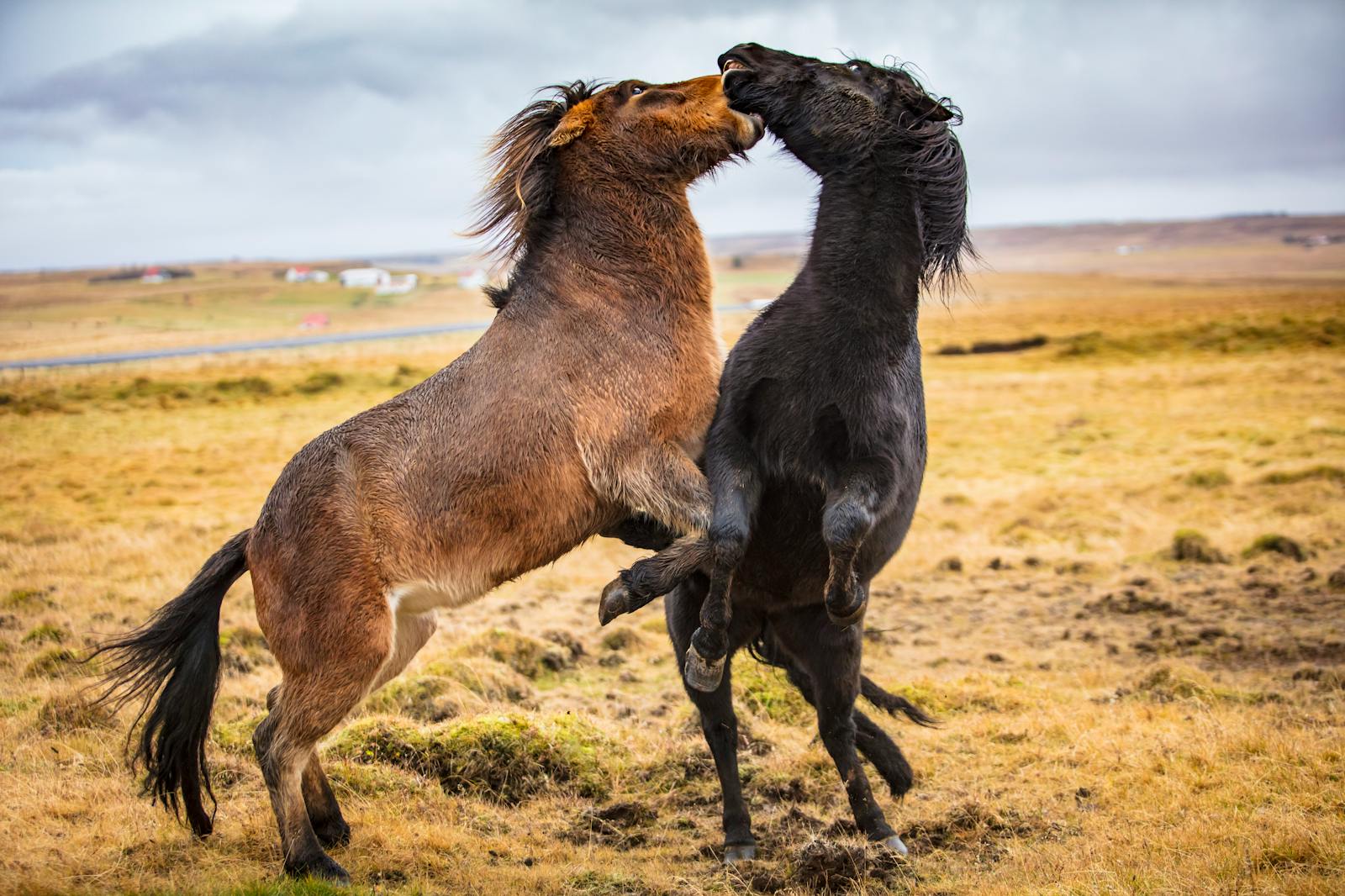 Two wild horses against an open countryside backdrop display energy and power.