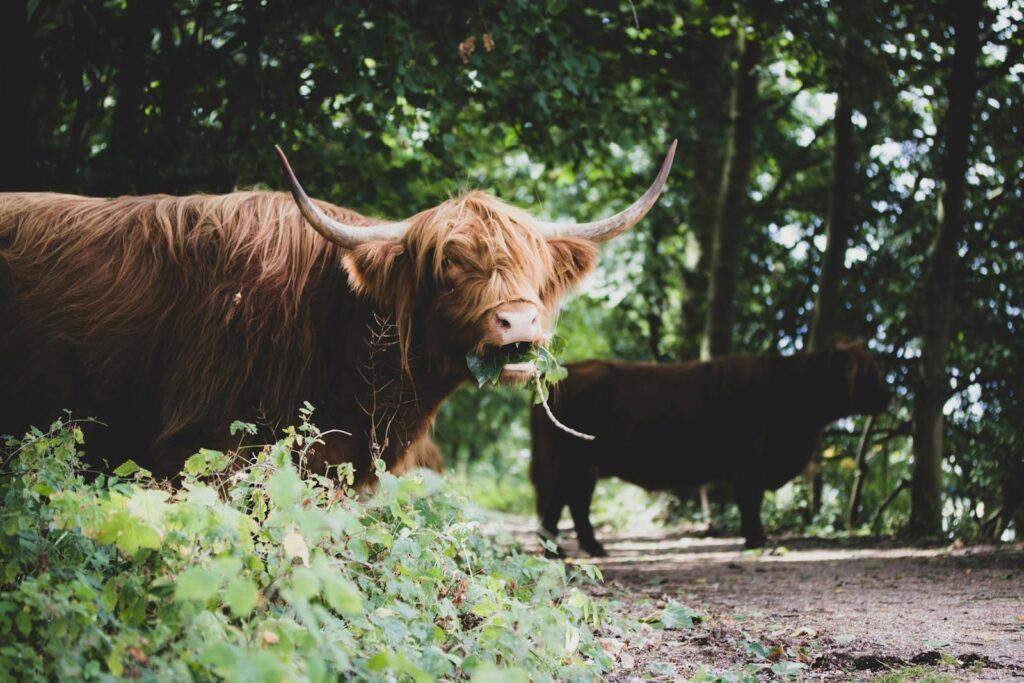 Highland cattle with horns grazing in a wooded area in Rotterdam, Netherlands.