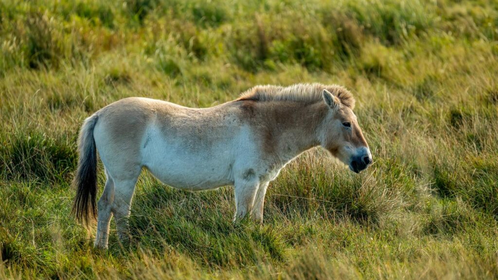 Przewalski's horse standing on a grassy Mongolian steppe, highlighting nature conservation.