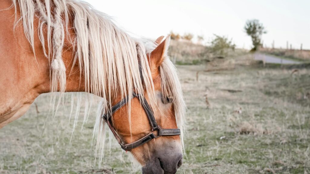 Close-up of a bay horse with a flowing mane grazing outdoors on a sunny day.