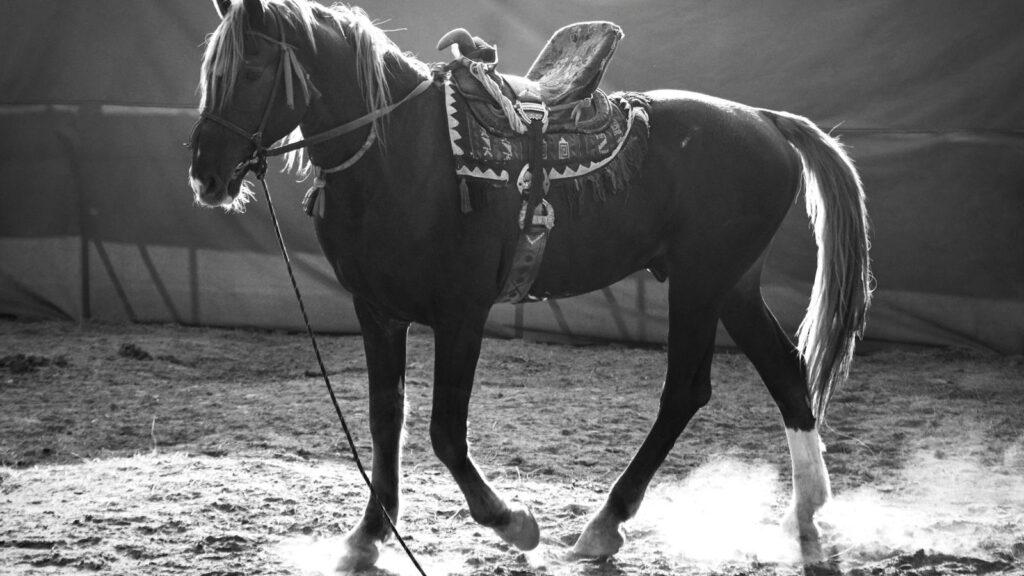 Elegant black and white photo of a saddled horse in motion, showcasing grace and strength.