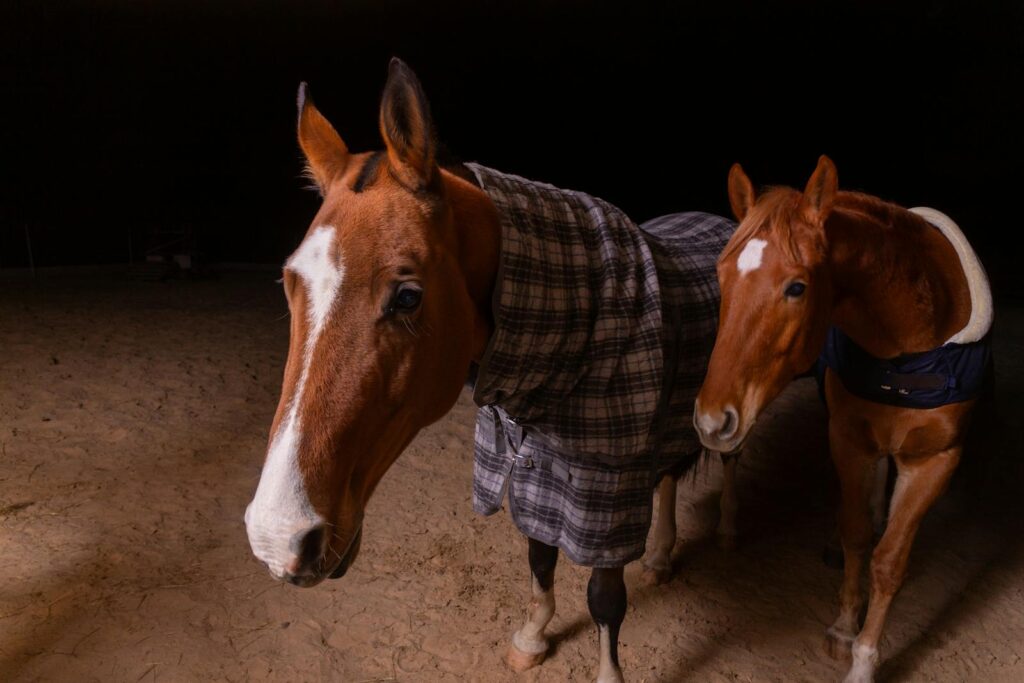 Two horses in plaid blankets stand together at night in a sandy arena.