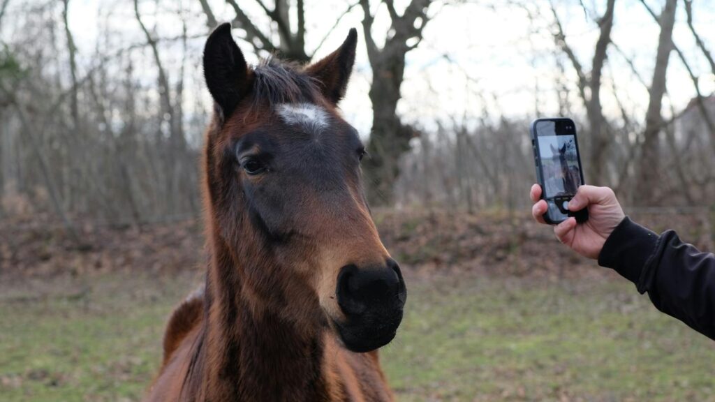 Close-up of a brown horse being photographed outdoors by a person with a smartphone.