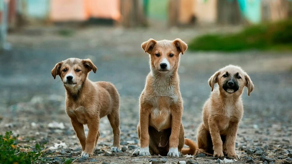 three brown puppies