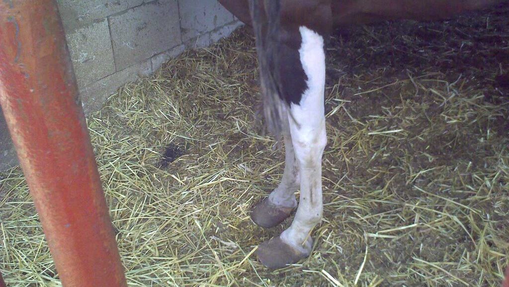 laminitic horse