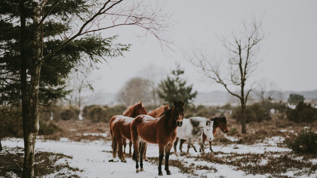 group of horse near tree during daytime