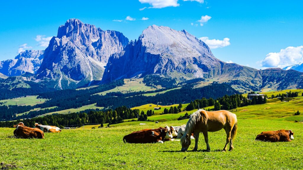 horses grazing on a field