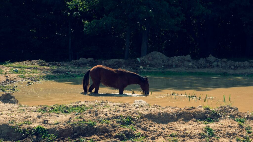 brown horse on brown sand during daytime